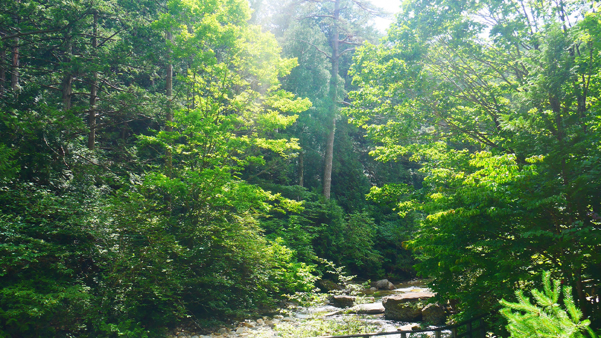 【日本三大美林】青森ヒバ、木曽ヒノキ、秋田スギとは?それぞれの魅力をご紹介