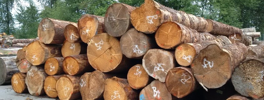 木材の種類と特徴