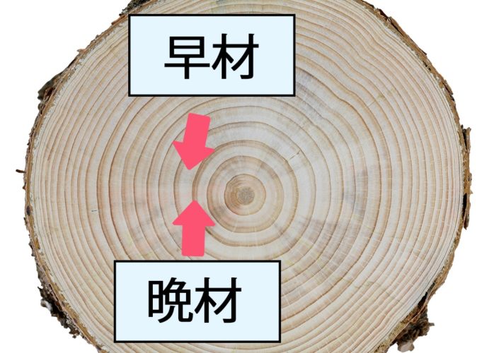 早材・晩材の見分け方