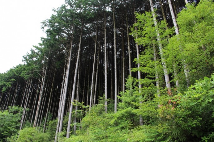 国産材を活用して、日本の森を守る。