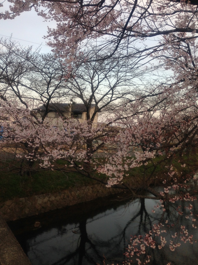 桜が咲き始めました！