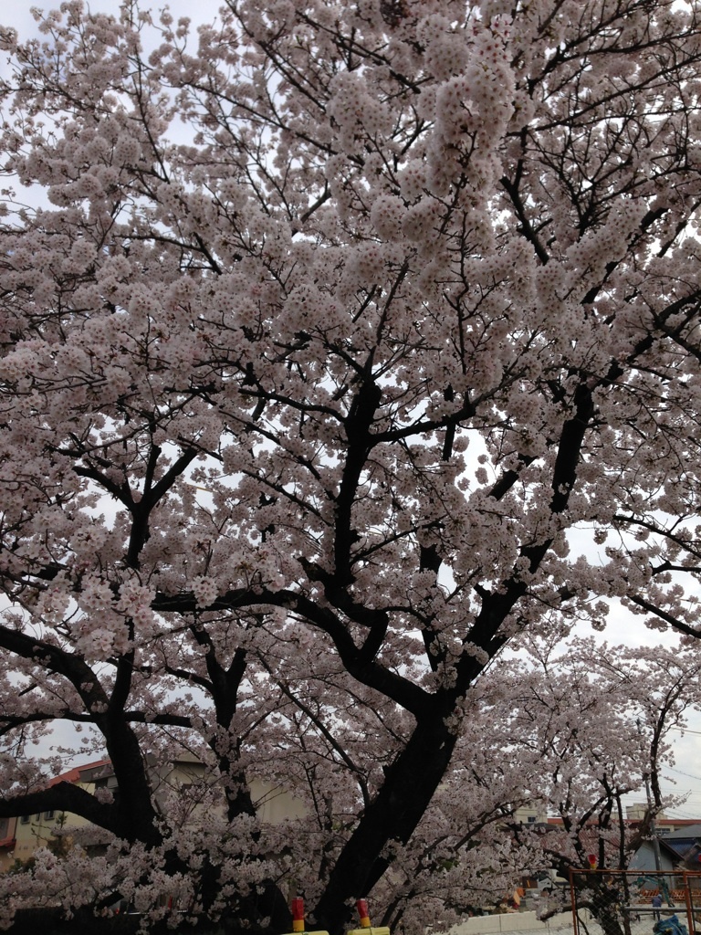桜満開！